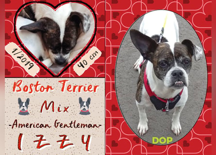 TYPISCH BOSTON TERRIER ⚡️IZZY⚡️- Bereits in Deutschland