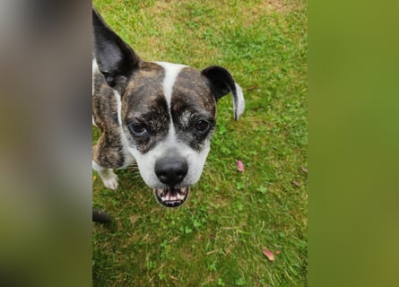 ♥️ IZZY - ein liebes wildes Hummelchen - sucht ein Zuhause !