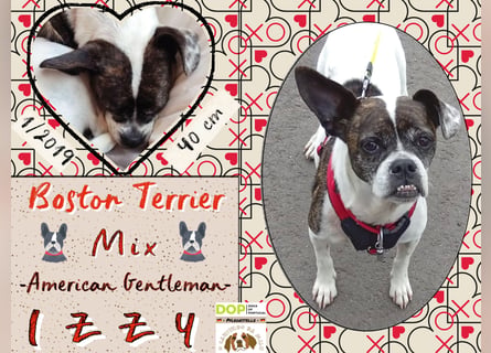 TYPISCH BOSTON TERRIER ⚡️IZZY⚡️- Bereits in Deutschland