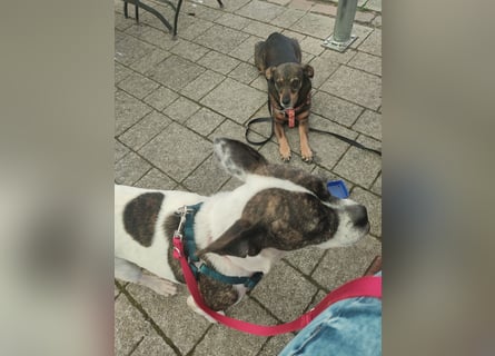 ♥️ IZZY - ein liebes wildes Hummelchen - sucht ein Zuhause !
