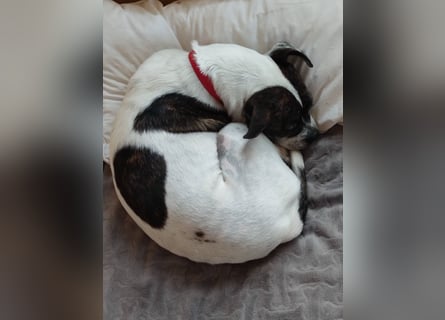 TYPISCH BOSTON TERRIER ⚡️IZZY⚡️- Bereits in Deutschland