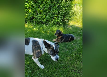 Liebe wilde Hummel ♦️IZZY♦️sucht ein Für•Immer•Zuhause !!
