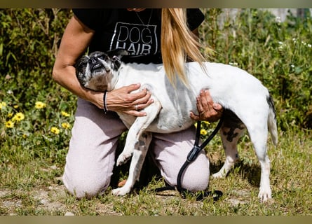 Typisch Frohnatur ♦️I Z Z Y ♦️ in der Cantinho da Milu ⏳ 1/2026