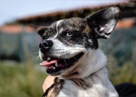 Typisch Frohnatur ♦️I Z Z Y ♦️ in der Cantinho da Milu ⏳ 1/2026