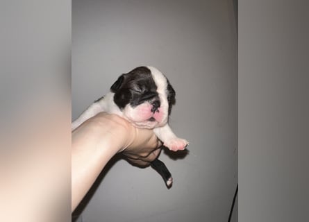 FCI Boston Terrier Welpe – Ximena Nero di Angelo