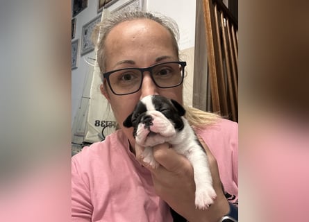 FCI Boston Terrier Welpe – Ximena Nero di Angelo
