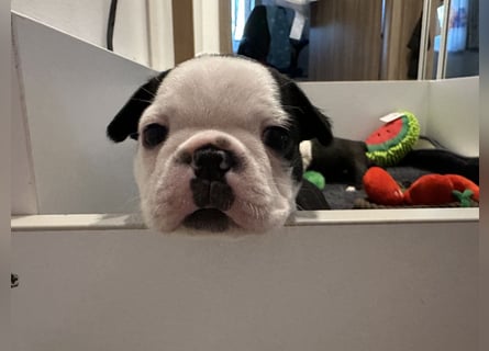 FCI Boston Terrier Welpe – Xanax Nero di Angelo