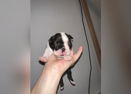 FCI Boston Terrier Welpe – Ximena Nero di Angelo