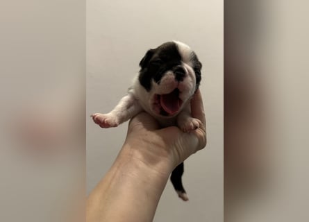 FCI Boston Terrier Welpe – Ximena Nero di Angelo