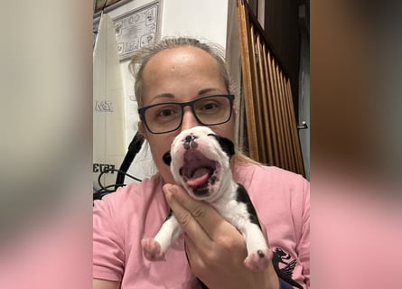 FCI Boston Terrier Welpe – Xanax Nero di Angelo
