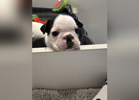 FCI Boston Terrier Welpe – Xanax Nero di Angelo
