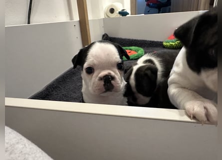 FCI Boston Terrier Welpe – Xanax Nero di Angelo