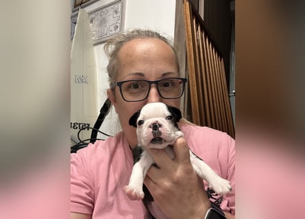 FCI Boston Terrier Welpe – Xanax Nero di Angelo