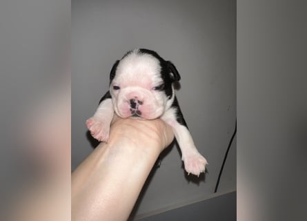 FCI Boston Terrier Welpe – Xanax Nero di Angelo