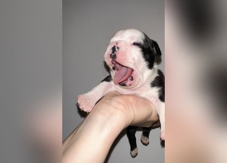FCI Boston Terrier Welpe – Xanax Nero di Angelo