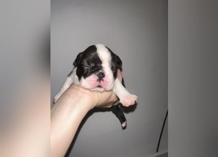 FCI Boston Terrier Welpe – Ximena Nero di Angelo