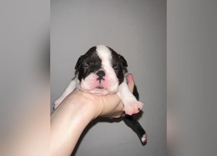 FCI Boston Terrier Welpe – Ximena Nero di Angelo