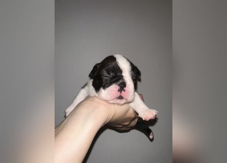 FCI Boston Terrier Welpe – Ximena Nero di Angelo
