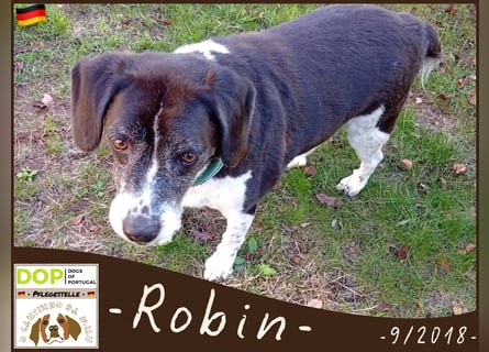 ROBIN♦️Sehr Menschenbezogen & Ruhig♦️braucht ein Für *Immer* Zuhause ❗️