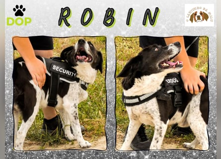 ROBIN♦️Sehr Menschenbezogen & Ruhig♦️braucht ein Für *Immer* Zuhause ❗️