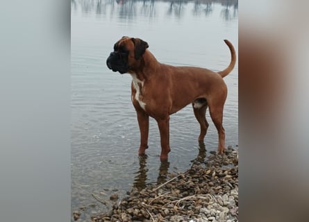 Deutsche Boxer Welpen