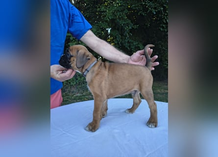 Deutsche Boxer Welpen