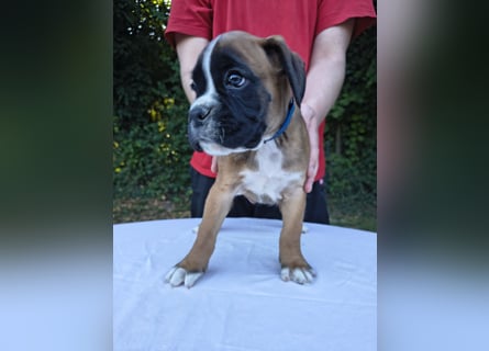 Deutsche Boxer Welpen