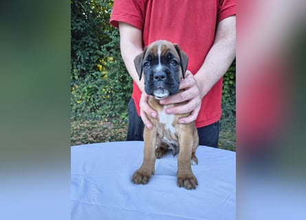 Deutsche Boxer Welpen