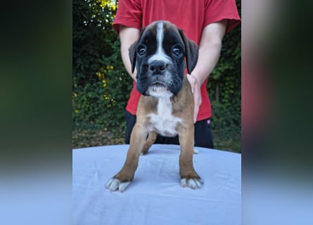 Deutsche Boxer Welpen