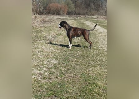 Deutsche Boxer Welpen