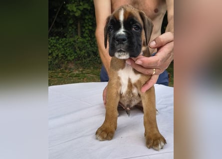 Deutsche Boxer Welpen