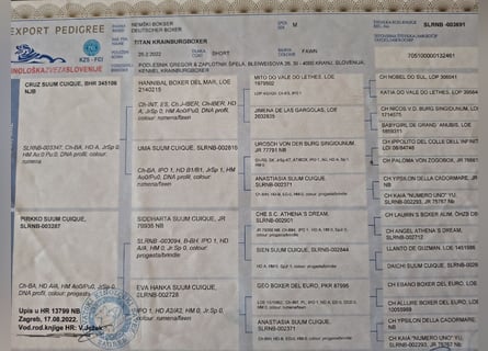 Deutsche Boxer Welpen