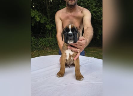 Deutsche Boxer Welpen