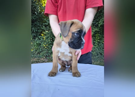 Deutsche Boxer Welpen