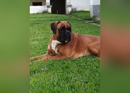 Deutsche Boxer Welpen