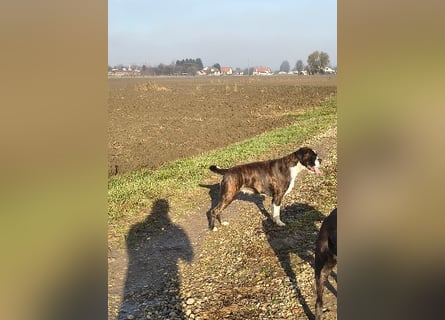 Deutsche Boxer Welpen
