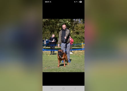 Deutsche Boxer Welpen