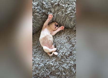 Welpe mit Papieren Verband BK München/VDH/FCI