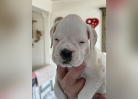 Welpe mit Papieren Verband BK München/VDH/FCI