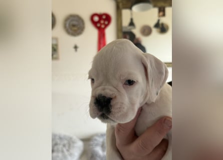 Welpe mit Papieren Verband BK München/VDH/FCI