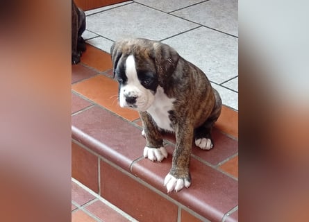 Boxerwelpe Rüde abzugeben