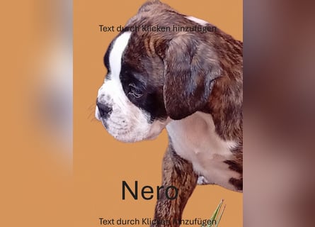 Boxerwelpe Rüde abzugeben