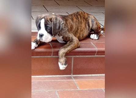 Boxerwelpe Rüde abzugeben
