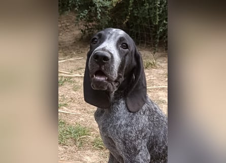 Braque d'Auvergne (Auvergne Vorstehhund) Welpe