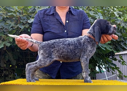 Braque d'Auvergne (Auvergne Vorstehhund) Welpe