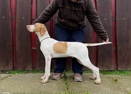 Braque d'Auvergne (Auvergne Vorstehhund) Welpe