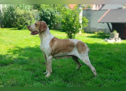Braque d'Auvergne (Auvergne Vorstehhund) Welpe