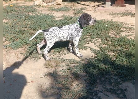 Braque d'Auvergne (Auvergne Vorstehhund) Welpe