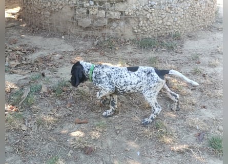 Braque d'Auvergne (Auvergne Vorstehhund) Welpe