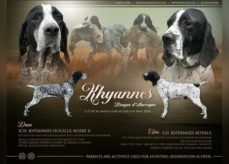 Braque d'Auvergne (Auvergne Vorstehhund) Welpe